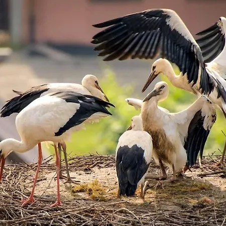 Chez Romane - Avec Parking * Riquewihr